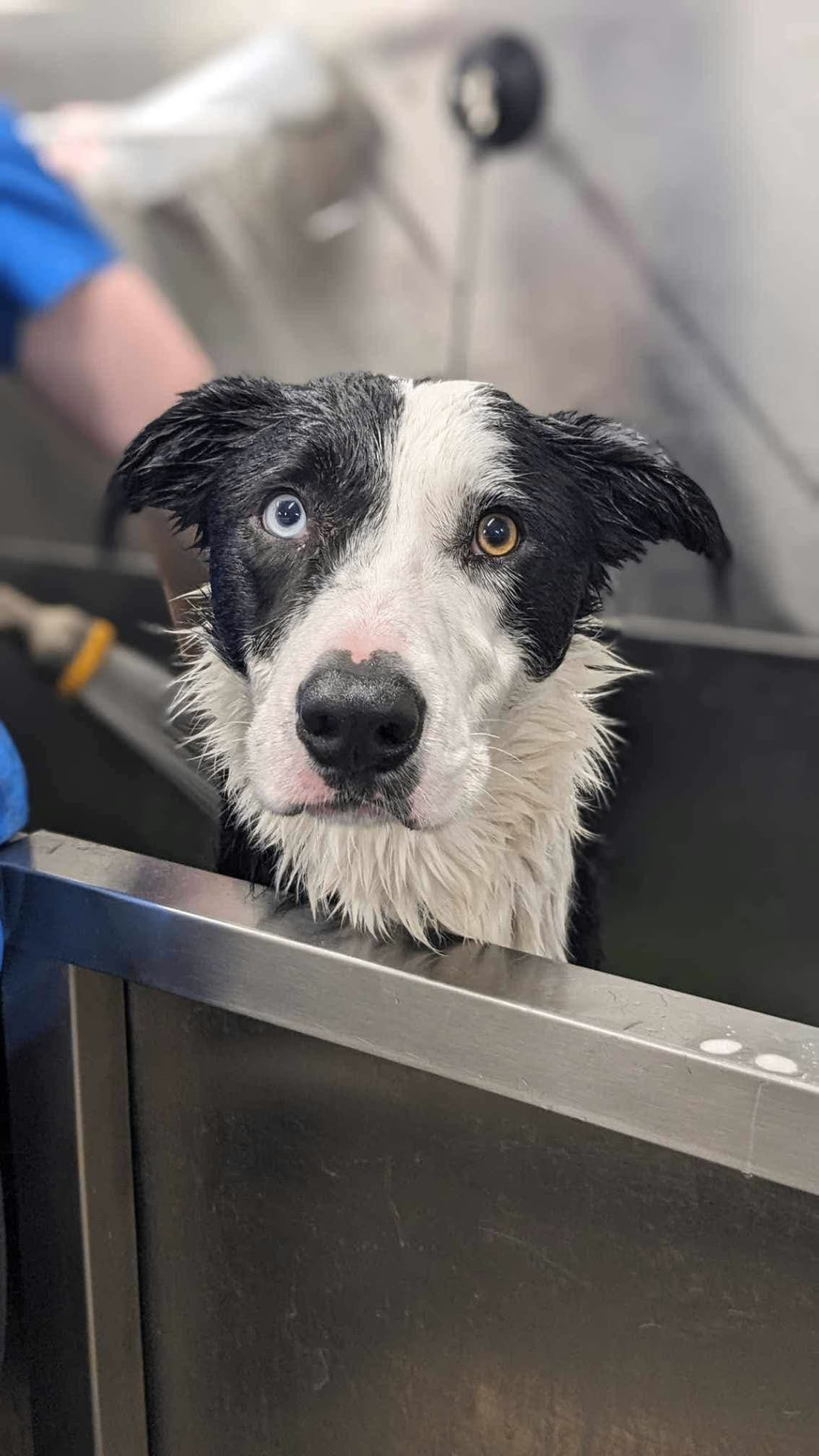 Border collie eftir bað